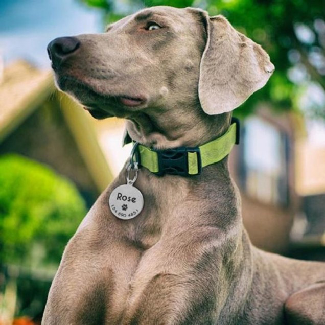 Адресники для животных Фото